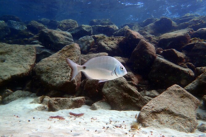 Experience 2-Hour Guided Snorkelling in Costa Teguise Lanzarote - Meeting and End Points