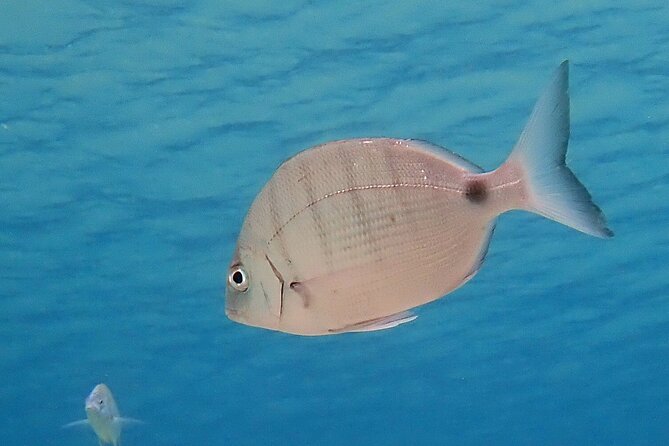 Experience 2-Hour Guided Snorkelling in Costa Teguise Lanzarote - Customer Reviews and Ratings