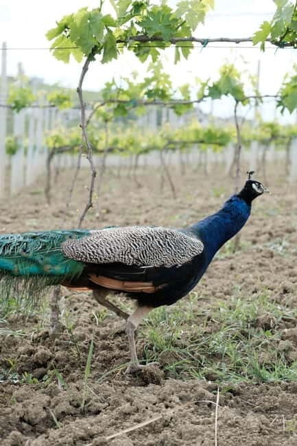 Experience Albanian Wine, daily tours from Durres - Key Points