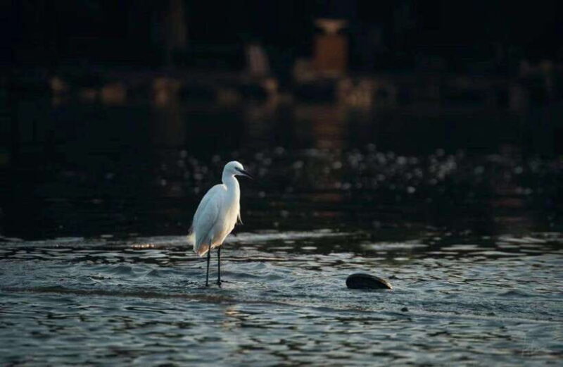 Experience Ancient West Lake in Hangzhou - Practical Tips for Potential Participants