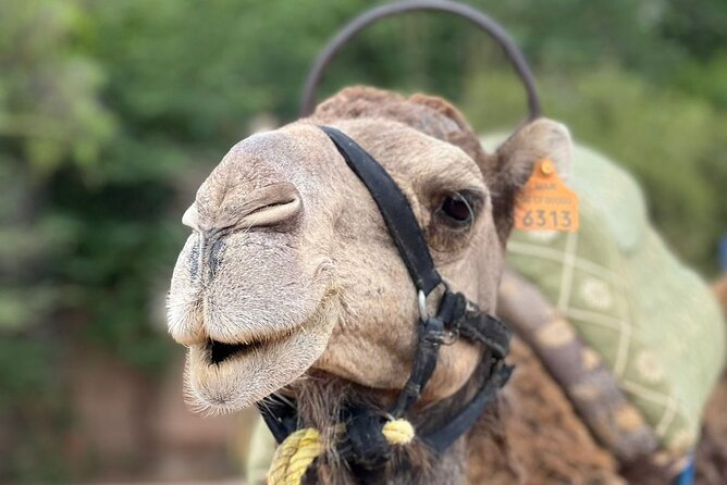 Experience Camel Ride Sunset or Anytime - Cancellation Policy and Guarantee