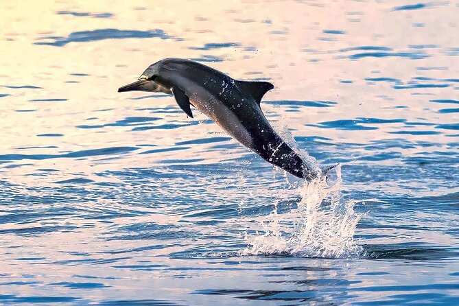 Experience Dolphin Watching and Snorkeling in Muscat - Booking and Cancellation Policies