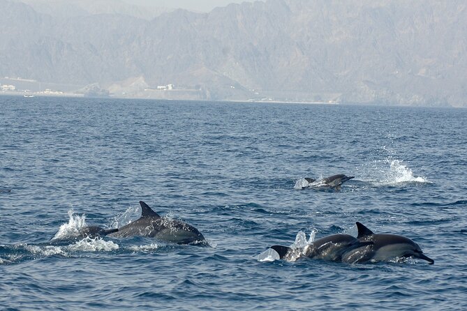 Experience Dolphin Watching and Snorkeling in Muscat - Impressive Guest Reviews Breakdown