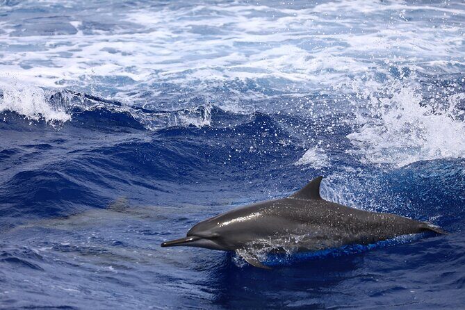 Experience Guam Dolphin Cruise - What You Can Expect from the Guam Dolphin Cruise