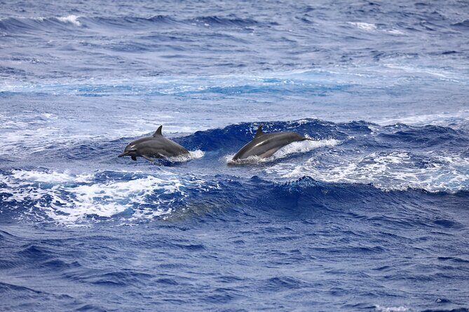 Experience Guam Dolphin Cruise - Who Will Enjoy This Tour?
