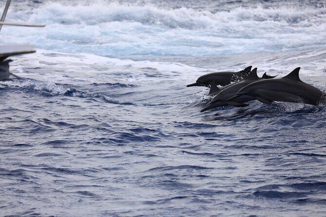 Experience Guam Dolphin Cruise - FAQs
