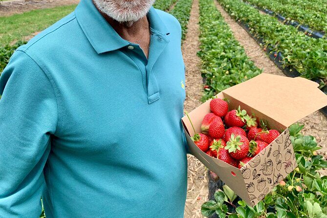 Experience Hahndorf & Barossa: Gourmet lunch, Wine, Beer & Treats - Beerenberg Farm: Seasonal Strawberry Picking