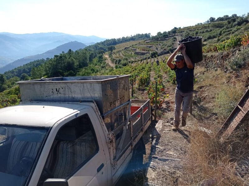 Experience in Pinhão: Wine Tasting, Lunch and Rabelo Boat - Introduction