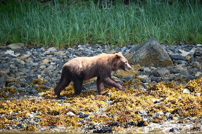 Experience Local Marine Wildlife Tour - Schedule and Accessibility
