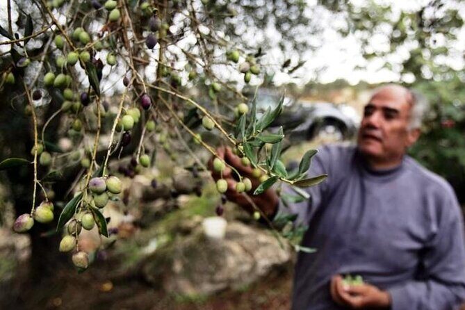 Experience of Olive Oil Tasting Crete , Visit the Knossos Palace - Introduction: What Is This Tour All About?