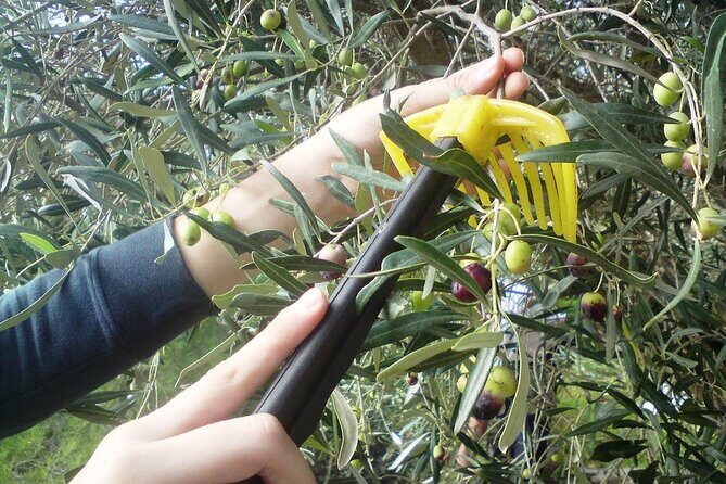 Experience of Olive Oil Tasting Crete , Visit the Knossos Palace - The Sum Up