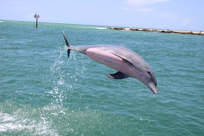 Experience Parasailing in Sarasota - Pricing and Value