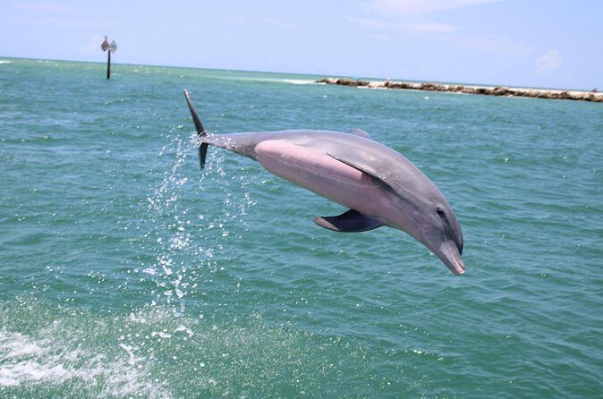 Experience Parasailing in Sarasota - Authentic Feedback from Participants