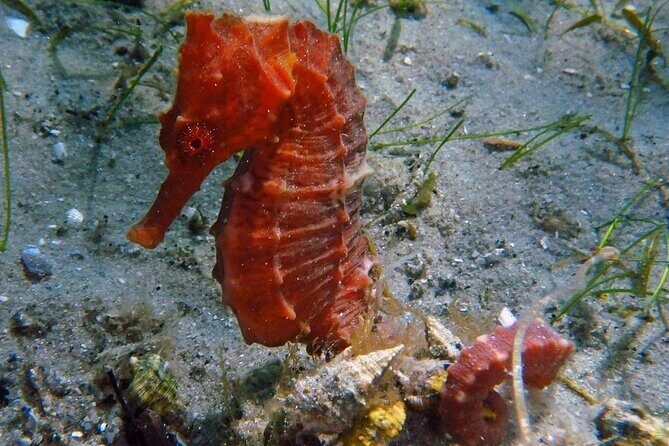 Experience Peanut Island Adventures with Go Pro - The Sum Up