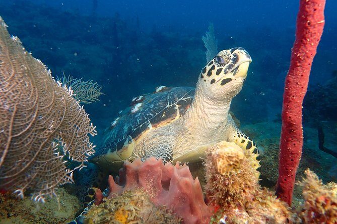 Experience Scuba Diving / NO certification Needed - Key Points