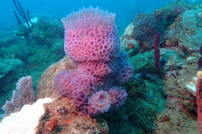 Experience Scuba Diving / NO certification Needed - Final Thoughts