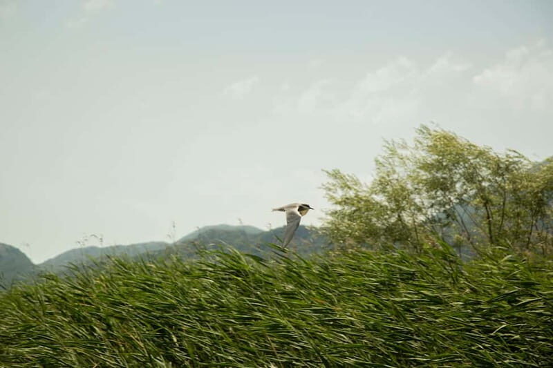 Experience Skadar Lake in 1h! - Introduction: A Gentle Glimpse of Skadar Lake