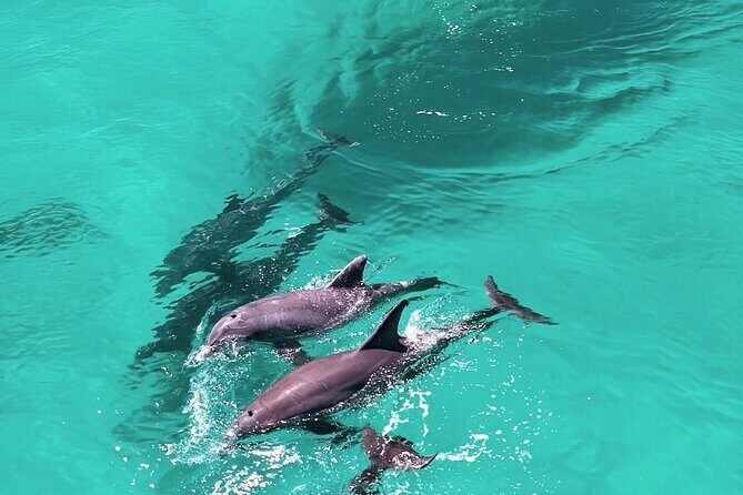 Experience Sunset and Dolphin Adventure in Panama - Key Points