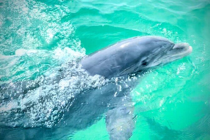 Experience Sunset and Dolphin Adventure in Panama - Final Thoughts: Who Will Love This Tour?