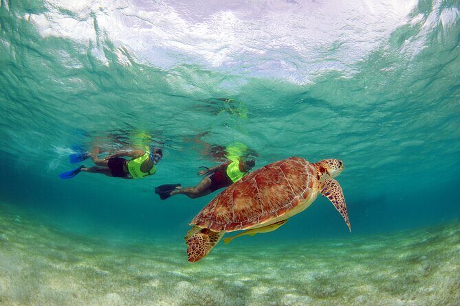 EXPERIENCE SWIMMING with the TURTLES and Discover the amazing Tulum Ruins tours. - Exploring Cenote No-ho Much
