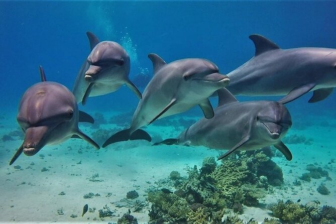 Experience the Dolphin House Royal VIP Sea Trip in Hurghada - Key Points