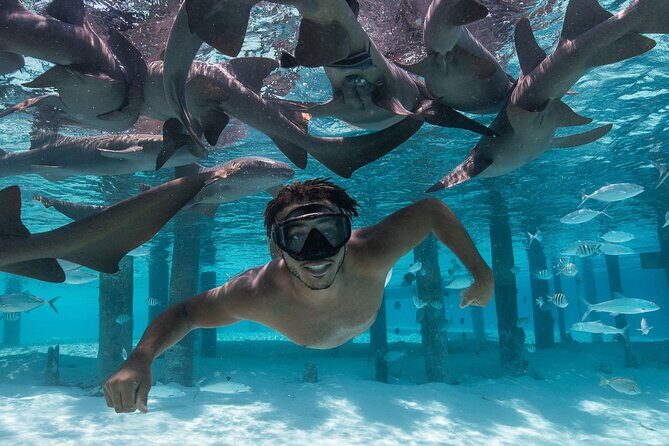 Experience The Exumas and the World Famous Swimming Pigs - Who Will Love This Tour?