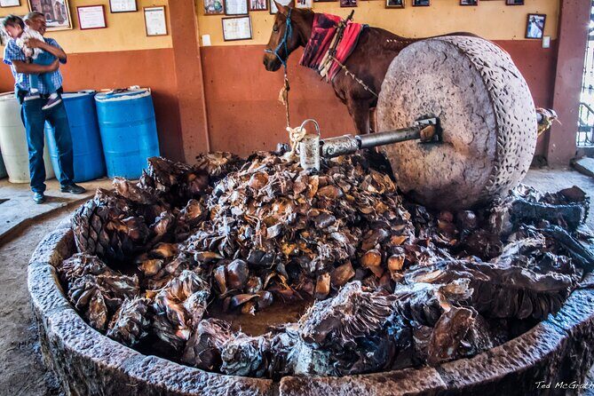 Experience the Mezcal Tour in Oaxaca - The Sum Up