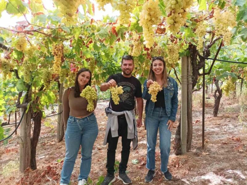 Experience the Minoan Grapes at a Local Vineyard - Local Food Tasting
