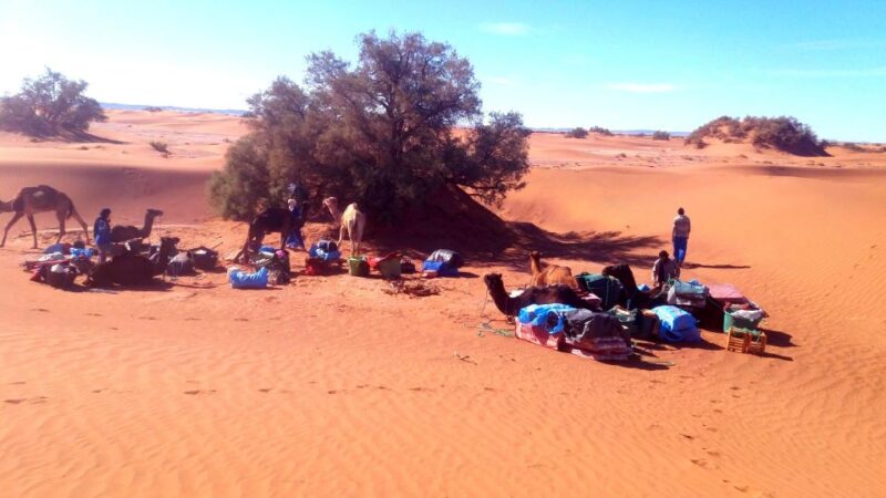 Experience the Route of Old Caravans Through the Vast Sahara - Good To Know