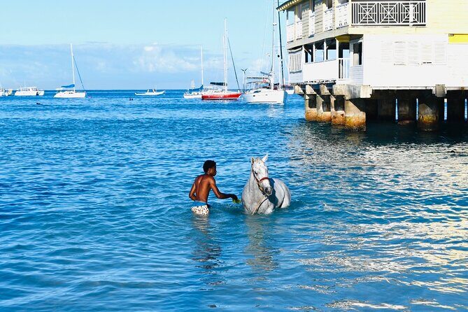 Experience the Swimming Horses at Carlisle Bay & the Garrison - An Authentic Barbados Morning: Swimming Horses at Carlisle Bay