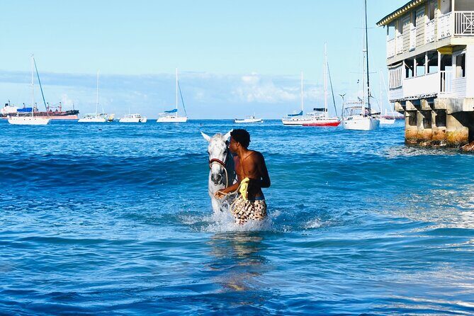 Experience the Swimming Horses at Carlisle Bay & the Garrison - Practical Details: What to Expect