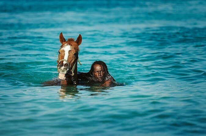 Experience the Swimming Horses at Carlisle Bay & the Garrison - FAQs