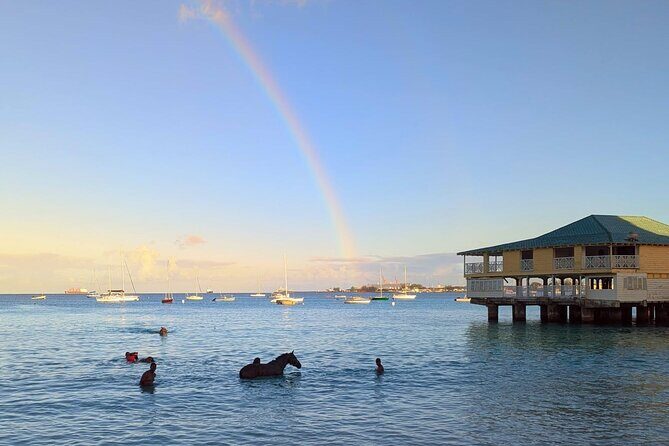Experience the Swimming Horses at Carlisle Bay & the Garrison - Final Thoughts