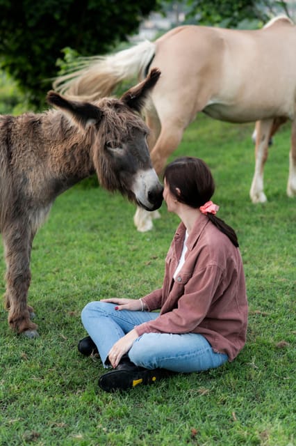 Experiential Activity With Horses: an Experience in Connection - Key Points