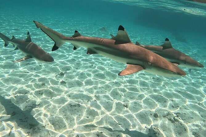 Exploration, Taha'a Lagoon Tour by Private Boat - How Does It Add Up in Terms of Value?