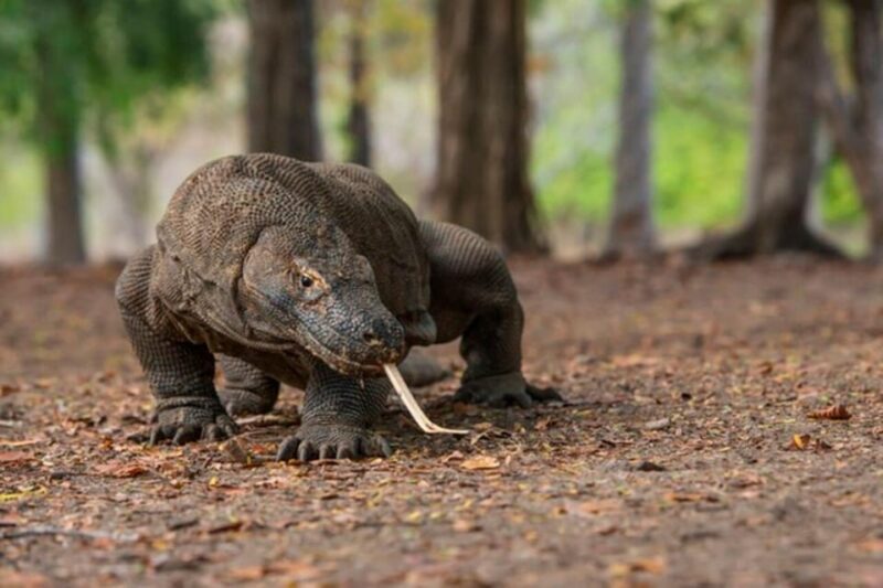 Explore 6 Favorite Destinations in Labuan Bajo - Komodo Dragons Encounter