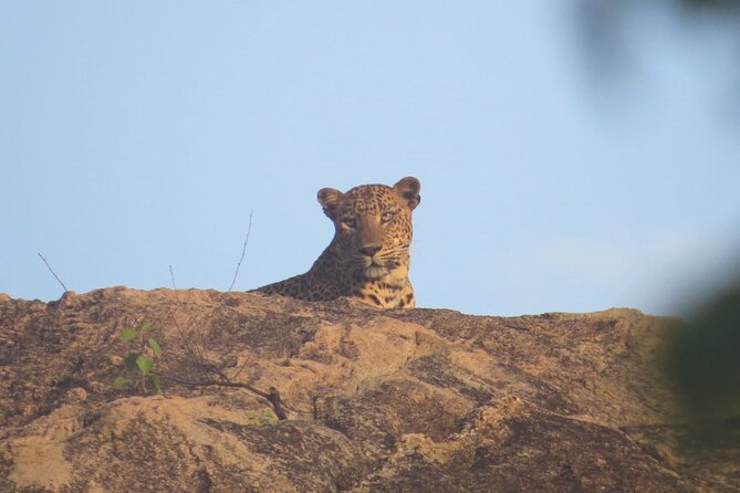 Explore Beauty Of Yala (Ruhuna) National Park From South Coast in One Day. - Accessibility Considerations