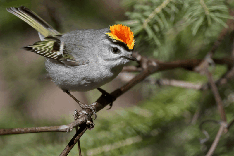 Explore Clingmans Dome: Scenic Walking Tour - Preparation and Important Information