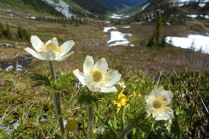 Explore Coastal Mountain Treasures: Scenic Hike from Squamish, BC - FAQ