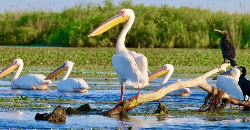 Explore Danube Delta and Black See in 2 Day Private Tour - Good To Know