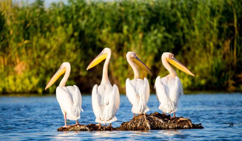 Explore Danube Delta and Black See in 2 Day Private Tour - Exploring Old Town Constanta