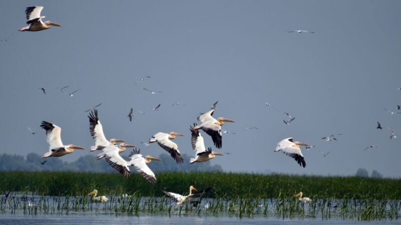 Explore Danube Delta and Black See in 2 Day Private Tour - Visit to Carol I Mosque