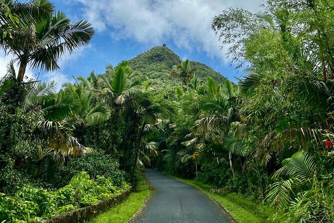 Explore El Yunque National Forest Guided Nature Adventure - Practicalities: Transportation, Pricing, and Comfort