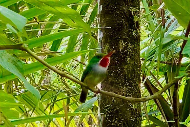 Explore El Yunque National Forest Guided Nature Adventure - What’s Not Included