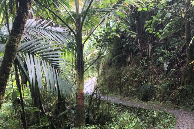 Explore El Yunque National Forest Guided Nature Adventure - Authentic Experiences and Traveler Feedback