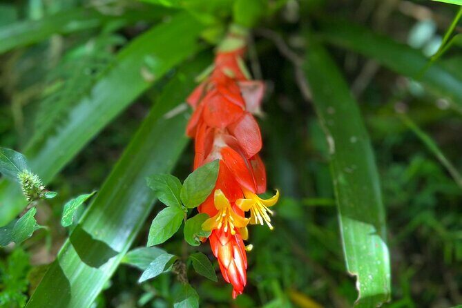 Explore El Yunque National Forest Guided Nature Adventure - Who Should Book This Tour?