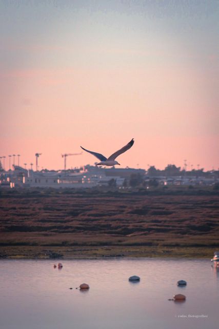 Explore Faro Through the Lens: Guided Photo Tour - Booking Information