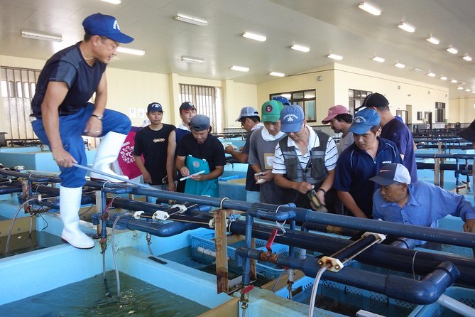 Explore Fishermen Island in Japan(Ise-Shima) - Exploring the Marine Life and Ecosystems