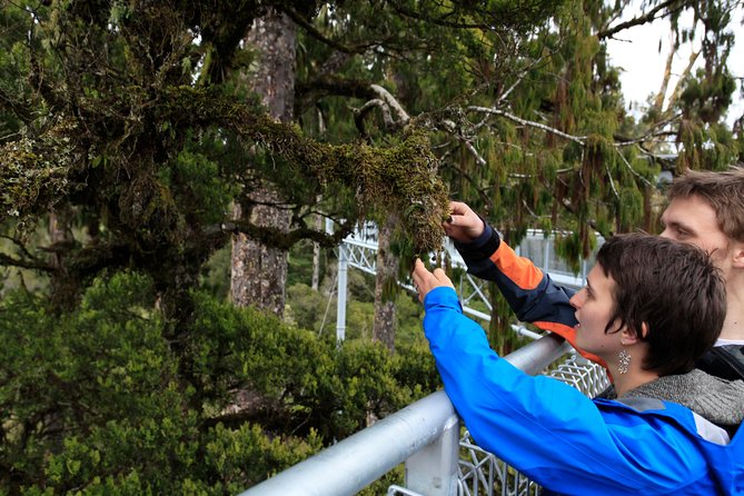 Explore Hokitika Gorge and Tree Top Walkway - Tips for Your Adventure