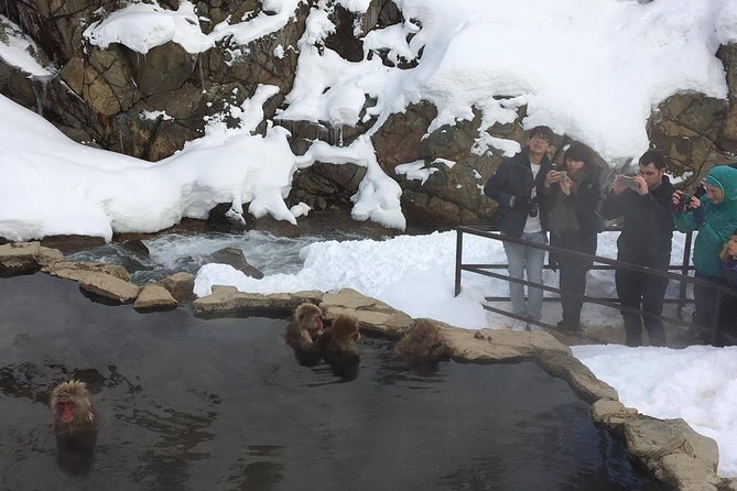 Explore Jigokudani Snow Monkey Park With a Knowledgeable Local Guide - Jigokudani Snow Monkey Park